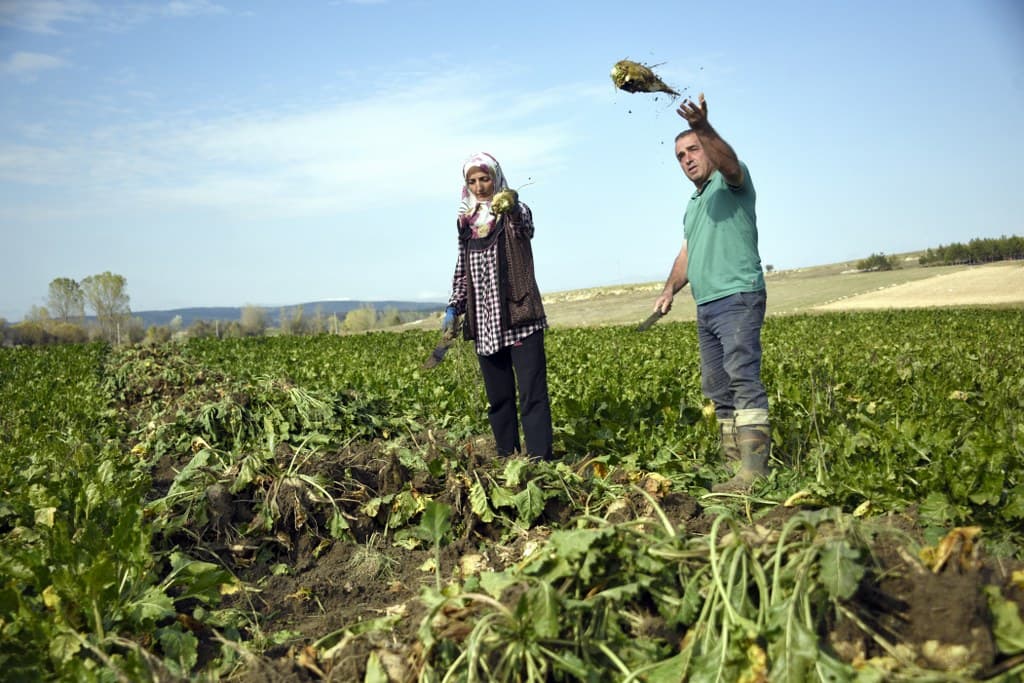 Gübre Skandalı Pancar Çiftçisini Vurdu: Üretimde Büyük Düşüş Bekleniyor