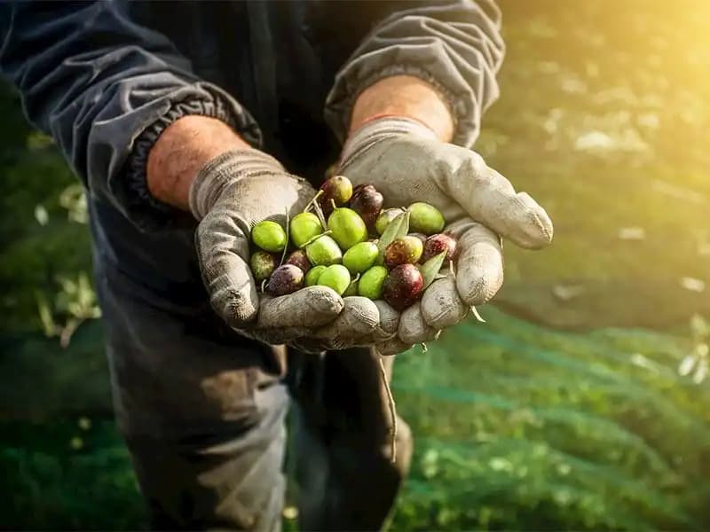 Evde Zeytin Kurmanın İpuçları: Vazgeçemeyeceğiniz Tarif