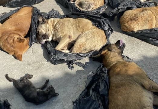 Gebze'de Vahşet: Onlarca Hayvan Katledildi!