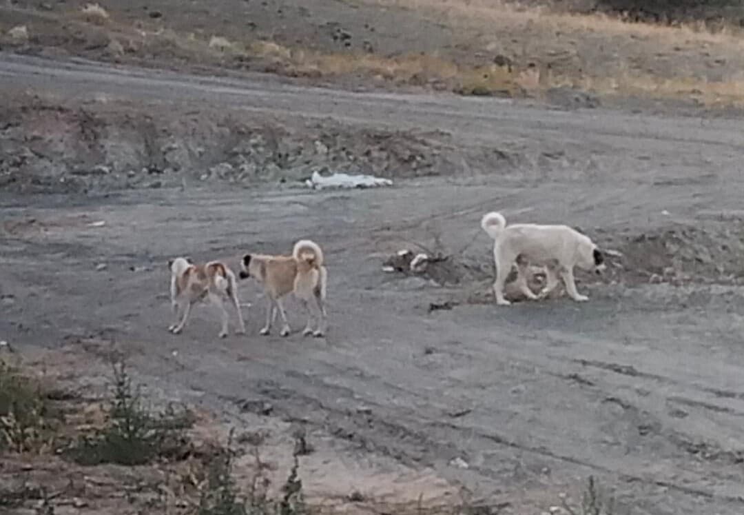 Beybes TOKİ’de Başıboş Köpekler Tehlike Saçıyor!