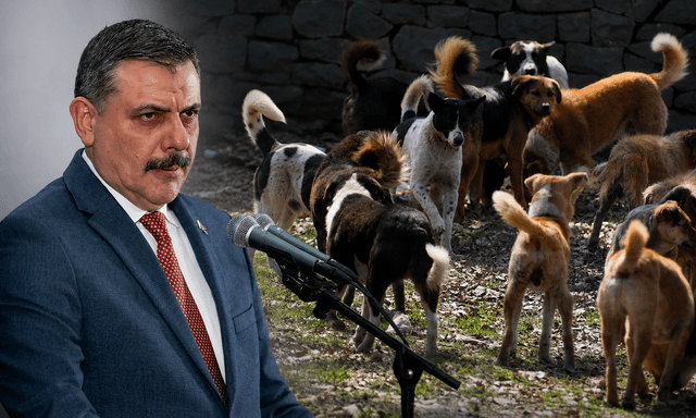 Sokak Köpekleri İçin Kritik Hedef: Yıl Sonuna Kadar Tamamlanacak
