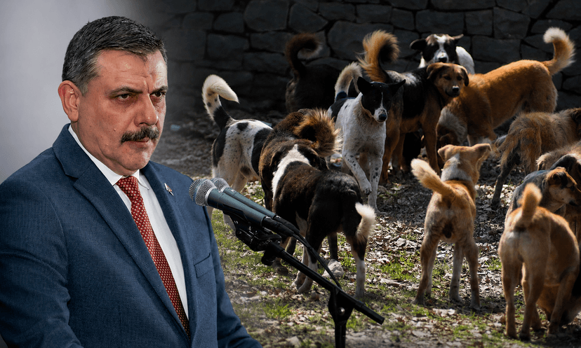 Sokak Köpekleri İçin Kritik Hedef: Yıl Sonuna Kadar Tamamlanacak