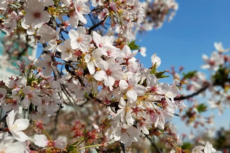 Konya'da Baharın Habercisi: Cemre Suya Düştü!