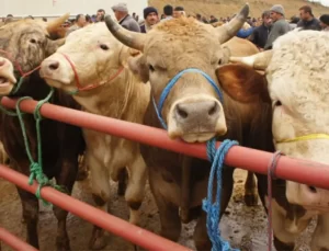 Kurban Yetiştiricisi de, Tüketici de İsyanda!