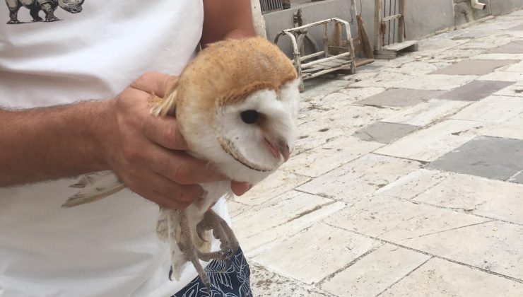 Zazadın Han’da Nesli Tükenmekte Olan Peçeli Baykuş Bulundu