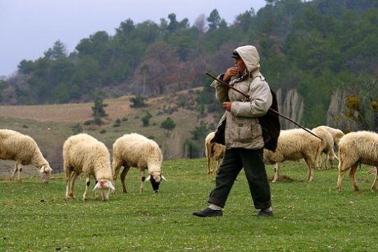 Karaman’da Afgan Çobanlar Maaşları WhatsApp Gruplarıyla Artırıyor