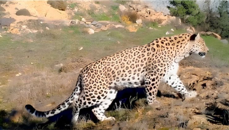 Konya Dağlarında Anadolu Leoparı! Fotokapanlar Görüntüledi