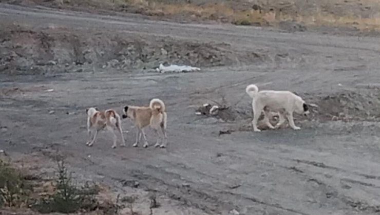 Beybes TOKİ’de Başıboş Köpekler Tehlike Saçıyor!